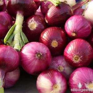 Onion - Ruby Red